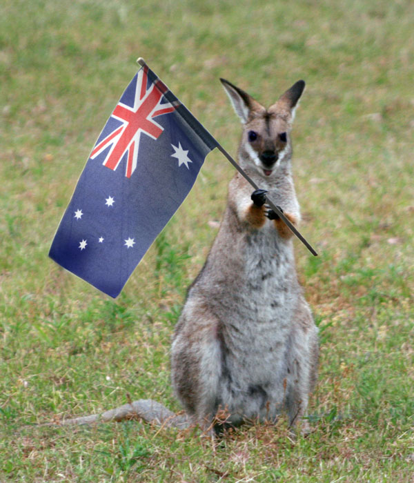 Witty Australian Greeting Joke Australian Flag Funny Kangaroo Quote Throw Pillow Multicolor 16x16