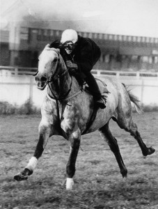 champion-racehorse-gunsynd-being-ridden-at-trackwork-april-1973